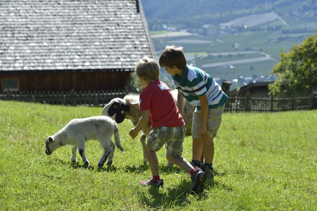 Kinder und Schafe auf der Weide - Familienurlaub